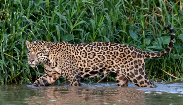 Jaguar Suda Yürüyor Yeşil Doğal Arka Plan Panthera Onca Doğal — Stok fotoğraf
