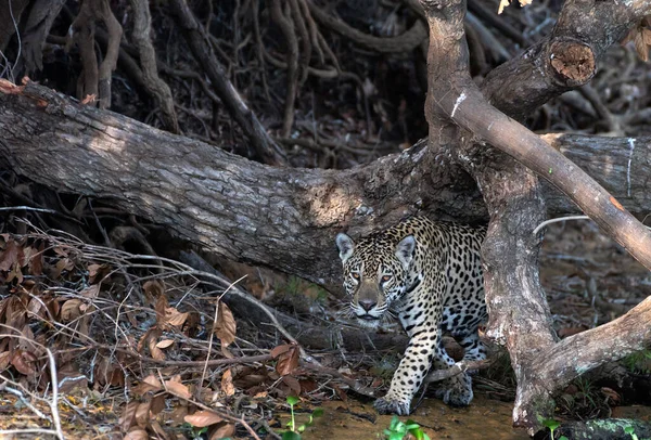 Çömelmiş Jaguar Jaguar Ormanda Yürüyor Manzara Panthera Onca Doğal Yaşam — Stok fotoğraf