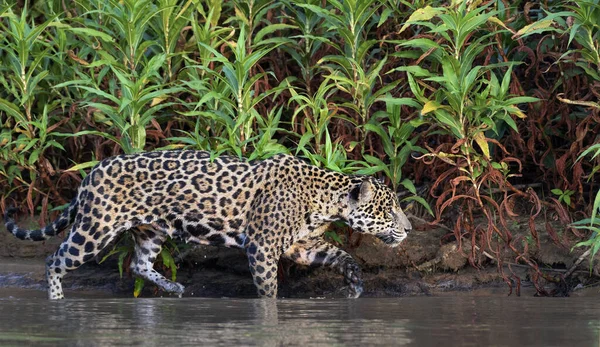 Прокрадывается Ягуар Воду Реке Зеленый Природный Фон Panthera Onca Естественная — стоковое фото