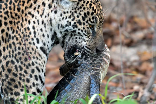 Jaguar Prey Jaguar Holds Caiman Its Mouth Panthera Onca Natural — стоковое фото