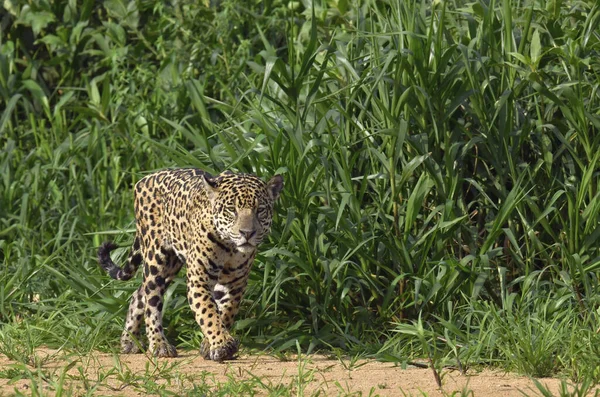 Jaguar Wandelen Langs Zandbank Vooraanzicht Panthera Onca Natuurlijke Habitat Brazilië — Stockfoto