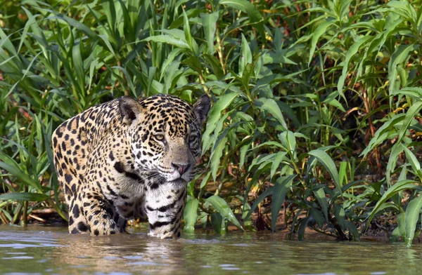 Jaguar Loopt Het Water Zijaanzicht Panthera Onca Natuurlijke Habitat Cuiaba — Stockfoto