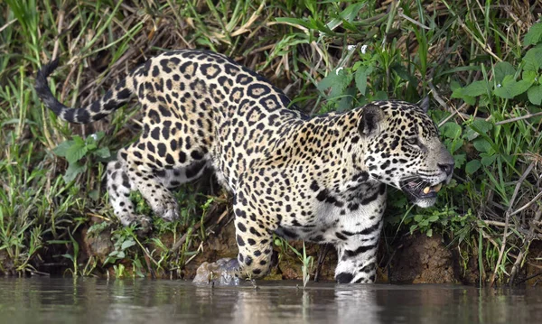 Ягуар Ходит Воде Вид Сбоку Panthera Onca Естественная Среда Обитания — стоковое фото