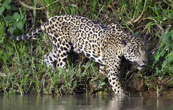 Jaguar Walks Water Side View Panthera Onca Natural Habitat Cuiaba — стоковое фото