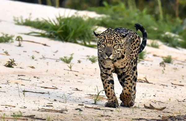 Ягуар Идет Вдоль Песчаного Берега Реки Вид Спереди Panthera Onca — стоковое фото