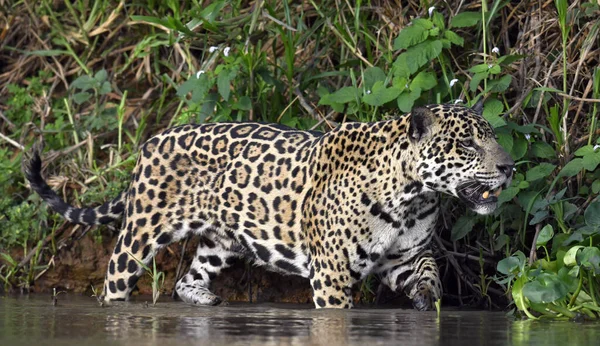 Jaguar Suyun Üzerinde Yürür Yan Görüş Panthera Onca Doğal Yaşam — Stok fotoğraf