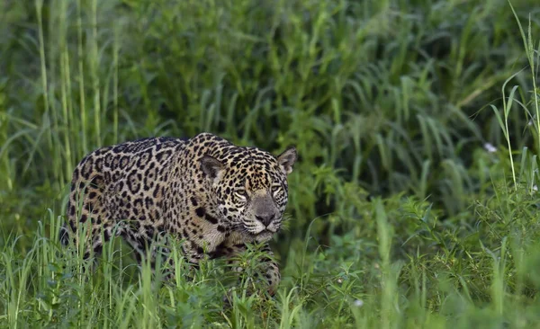 Jaguar Hurken Jaguar Wandelen Het Bos Groene Natuurlijke Achtergrond Zijaanzicht — Stockfoto