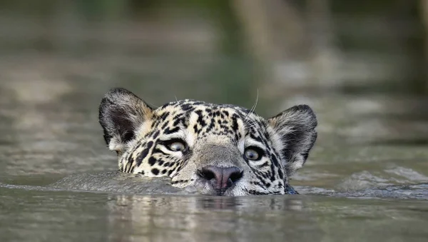 Úszó Jaguár Cuiaba Folyóban Előre Nézz Panthera Onca Természetes Élőhely — Stock Fotó