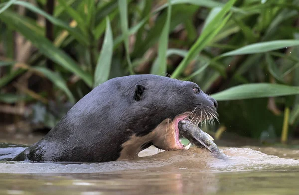 Otter Gigante Comiendo Pescado Agua Vista Lateral Fondo Natural Verde — Foto de Stock