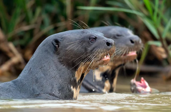Nutrias Gigantes Nadando Agua Otter Gigante Del Río Pteronura Brasiliensis — Foto de Stock