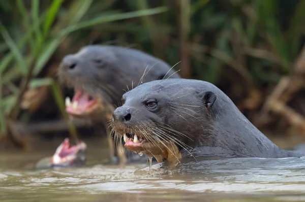 Jätteuttrar Simmar Vattnet Jättefloden Otter Pteronura Brasiliensis Naturlig Livsmiljö Brasilien — Stockfoto