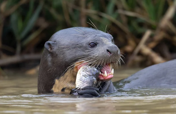 Giant Otter Mangeant Poisson Dans Eau Fond Naturel Vert Giant — Photo