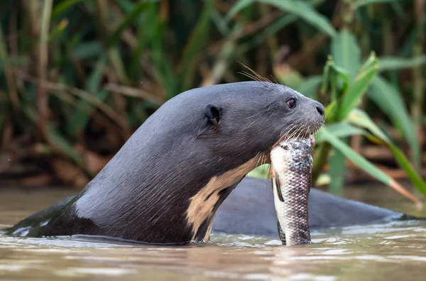 Otter Gigante Comiendo Pescado Agua Vista Lateral Fondo Natural Verde — Foto de Stock