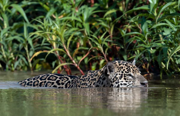 Swimming Jaguar River Cuiaba Front View Panthera Onca Natural Habitat — Stock Photo, Image
