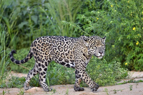 Jaguar Walking Sandy River Bank Side View Panthera Onca Natural — стоковое фото