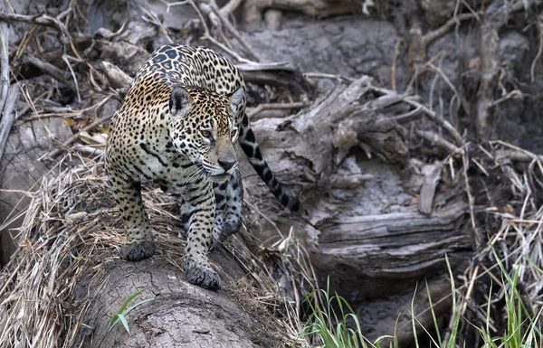 Crouching Jaguar Jaguar Walks Forest Trunk Fallen Tree Front View — стоковое фото