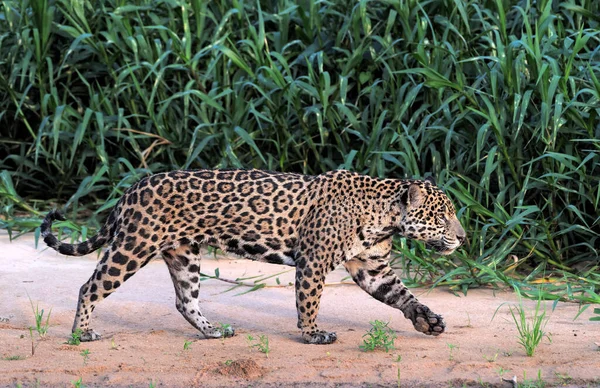 Jaguár Sétál Homokos Folyó Partján Oldalnézetből Panthera Onca Természetes Élőhely — Stock Fotó
