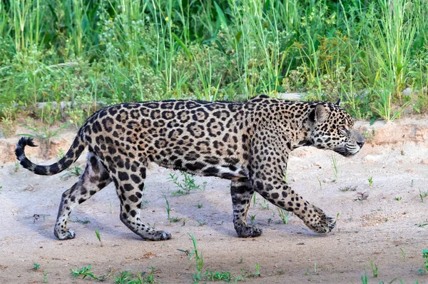 Jaguar Wandelen Langs Zandbank Zijaanzicht Panthera Onca Natuurlijke Habitat Cuiaba — Stockfoto