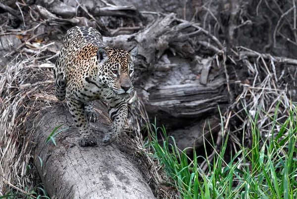 Jaguar Accroupi Jaguar Promène Dans Forêt Long Tronc Arbre Tombé — Photo