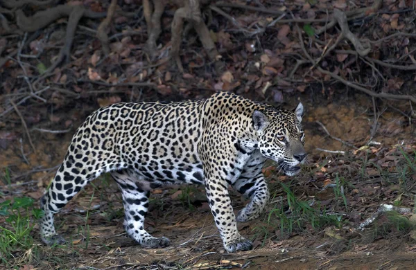 Çömelmiş Jaguar Jaguar Ormanda Yürüyor Panthera Onca Doğal Yaşam Alanı — Stok fotoğraf