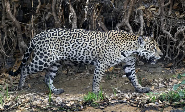 Jaguar Wandelen Langs Zandbank Zijaanzicht Panthera Onca Natuurlijke Habitat Cuiaba — Stockfoto