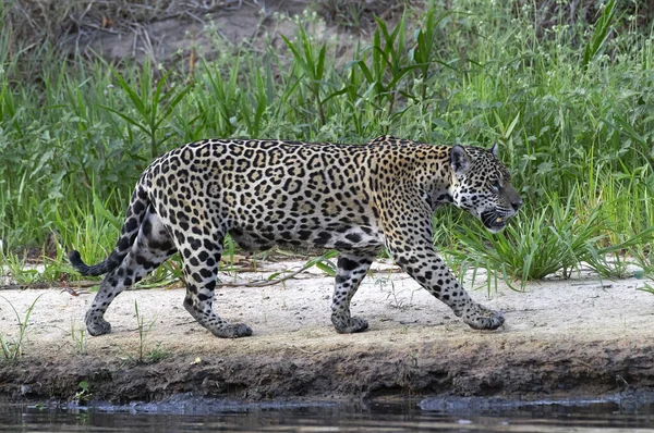 Jaguar Wandelen Langs Zandbank Zijaanzicht Panthera Onca Natuurlijke Habitat Cuiaba — Stockfoto