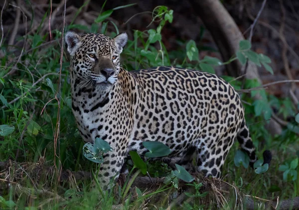 Jaguar Walking Sandy River Bank Side View Panthera Onca Natural — стоковое фото