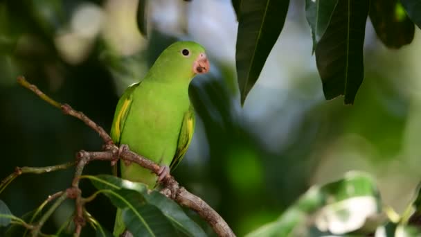 Κίτρινο Παπαγαλάκι Brotogeris Chiriri Πάνω Στο Δέντρο Φυσικό Περιβάλλον Βραζιλία — Αρχείο Βίντεο