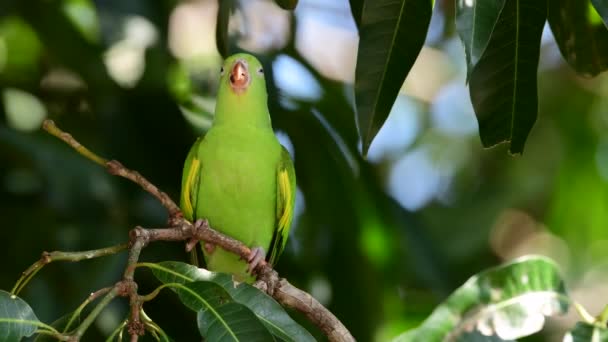 Yellow Chevroned Parakeet Brotogeris Chiriri Tree Natural Habitat Brazil — Stockvideo