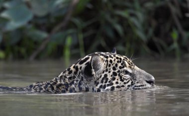 Swimming Jaguar in the river.  Close up, Side view. Panthera onca. Natural habitat. Cuiaba river, Brazil clipart