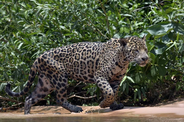 Jaguar Idzie Wzdłuż Piaszczystego Brzegu Rzeki Panterę Oncę Środowisko Naturalne — Zdjęcie stockowe