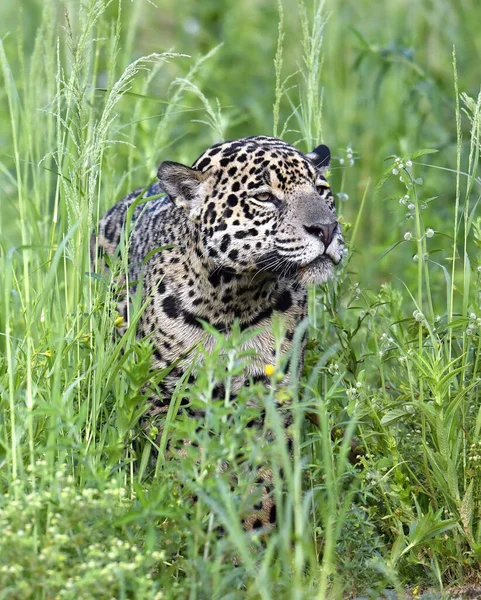 Jaguar Green Thickets Grass Green Natural Background Panthera Onca Natural — Zdjęcie stockowe