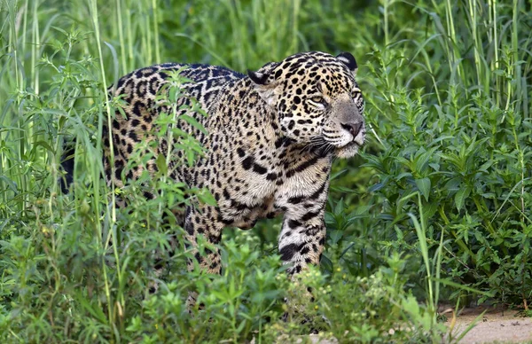 Çömelen Jaguar Yeşil Çimlerin Arasında Saklanıyor Yeşil Doğal Arka Plan — Stok fotoğraf