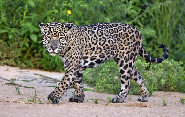 Jaguar Walking Sandy River Bank Panthera Onca Natural Habitat Brazil — стоковое фото