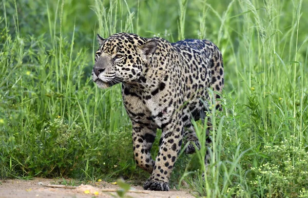 Jaguar Accroupi Cache Dans Les Fourrés Verts Herbe Fond Naturel — Photo