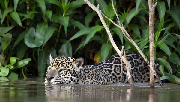 Nehirde Yüzen Jaguar Yan Görüş Panthera Onca Doğal Yaşam Alanı — Stok fotoğraf
