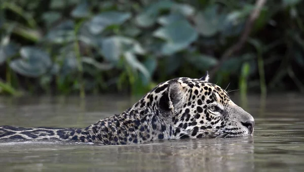 Giaguaro Che Nuota Nel Fiume Vista Frontale Panthera Onca Habitat — Foto Stock