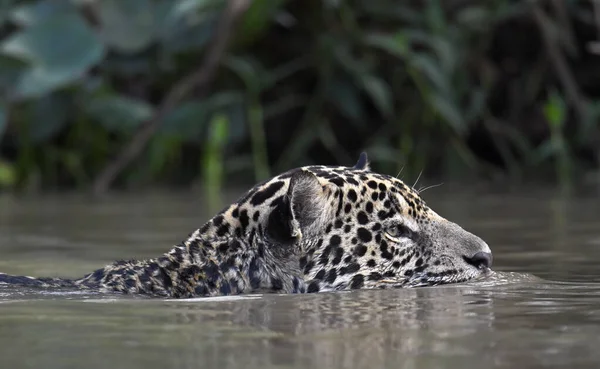 Nehirde Yüzen Jaguar Yaklaş Yan Görüş Panthera Onca Doğal Yaşam — Stok fotoğraf
