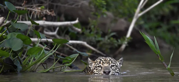 川の中でジャガー水泳 正面図 パンテラ オンカ 自然生息地 ブラジルのキアバ川 — ストック写真