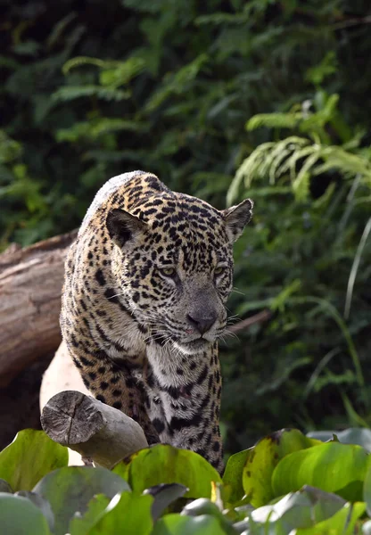 Crouching Jaguar Hiding Green Thickets Grass Green Natural Background Panthera — Zdjęcie stockowe