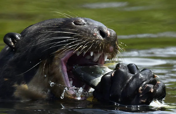 Close Giant Otter Eating Fish Water Giant River Otter Pteronura — Foto Stock