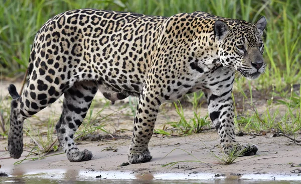 Jaguar Wandelen Langs Zandbank Panthera Onca Natuurlijke Habitat Brazilië — Stockfoto