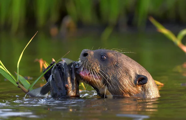 Loutre Géante Nageant Dans Eau Coucher Soleil Giant River Otter — Photo