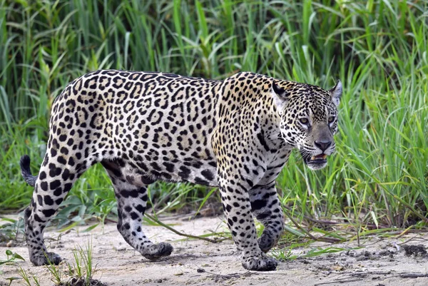 Jaguar Caminhando Longo Margem Rio Arenoso Panthera Onca Habitat Natural — Fotografia de Stock