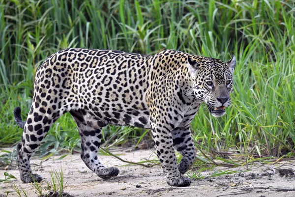 Jaguar Walking Sandy River Bank Panthera Onca Natural Habitat Brazil — Fotografia de Stock