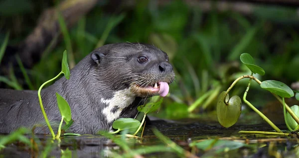 Giant Otter Open Mouth Tongue Out Giant River Otter Pteronura — Stockfoto