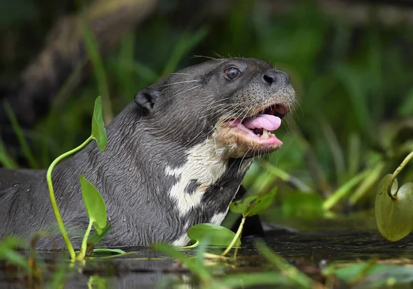 Óriási Vidra Nyitott Szájjal Nyelvvel Óriás Vidra Folyó Pteronura Brasiliensis — Stock Fotó