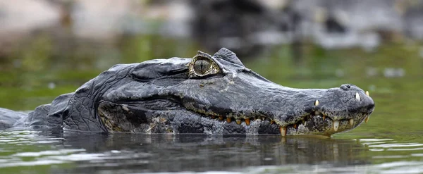 Κέιμαν Στο Νερό Γιακαρέ Καϊμάν Caiman Yacare Επίσης Γνωστό Γιακαρέ — Φωτογραφία Αρχείου