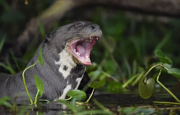 Giant Otter Open Mouth Water Giant River Otter Pteronura Brasiliensis — Stockfoto