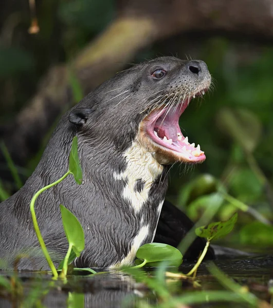 Giant Otter Open Mouth Water Giant River Otter Pteronura Brasiliensis — Stock Photo, Image